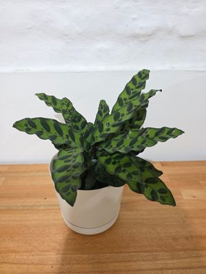 Calathea Lancifolia con maceta