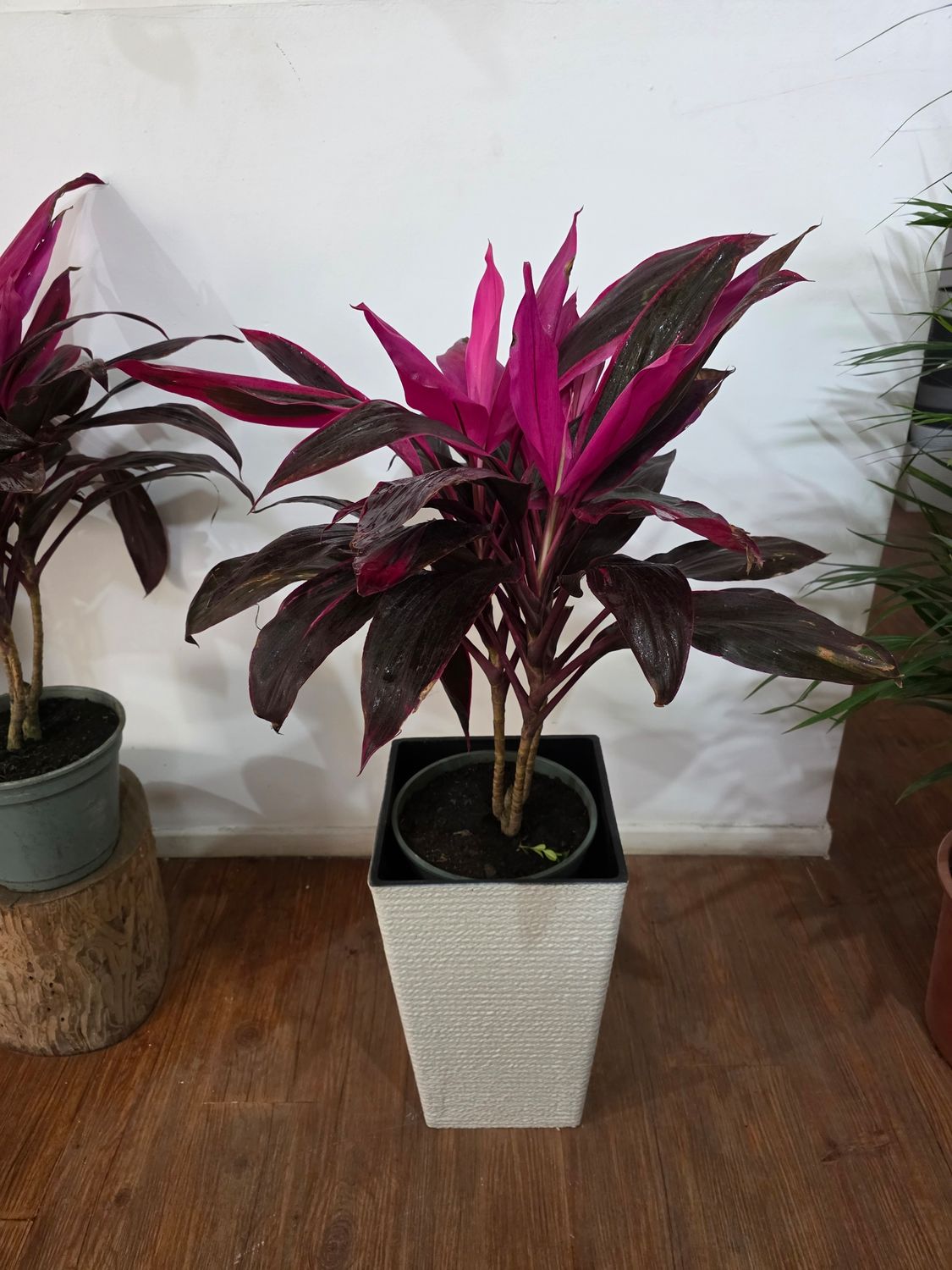 Dracena cordyline 1m aprox con maceta