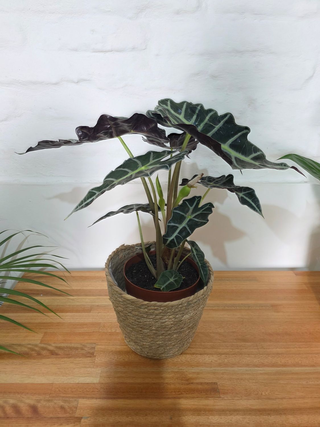 Alocasia wentii con cesto