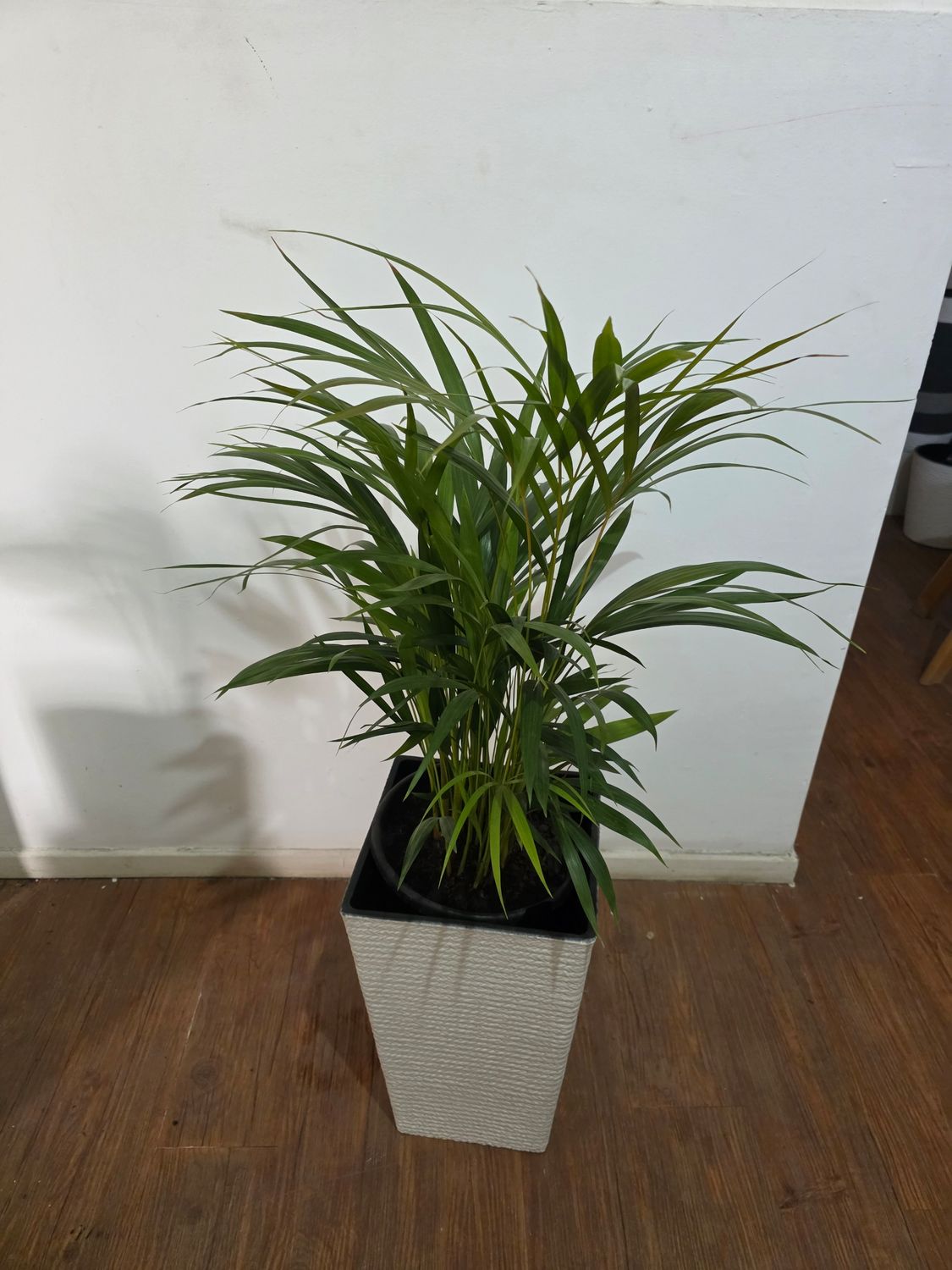 Palmera Areca con maceta  1.1m