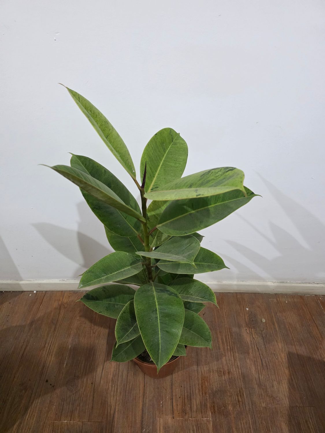 Ficus gomero shivereana  90cm