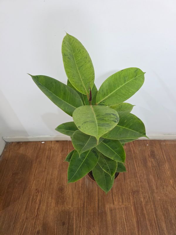Ficus gomero shivereana  90cm