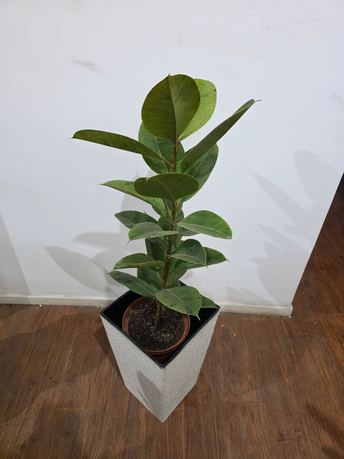 Ficus gomero shivereana con maceta 1.2m