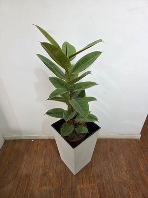 Ficus gomero shivereana con maceta 1.2m