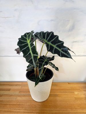 Alocasia wentii con maceta