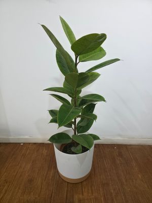 Ficus gomero shivereana con maceta 1m