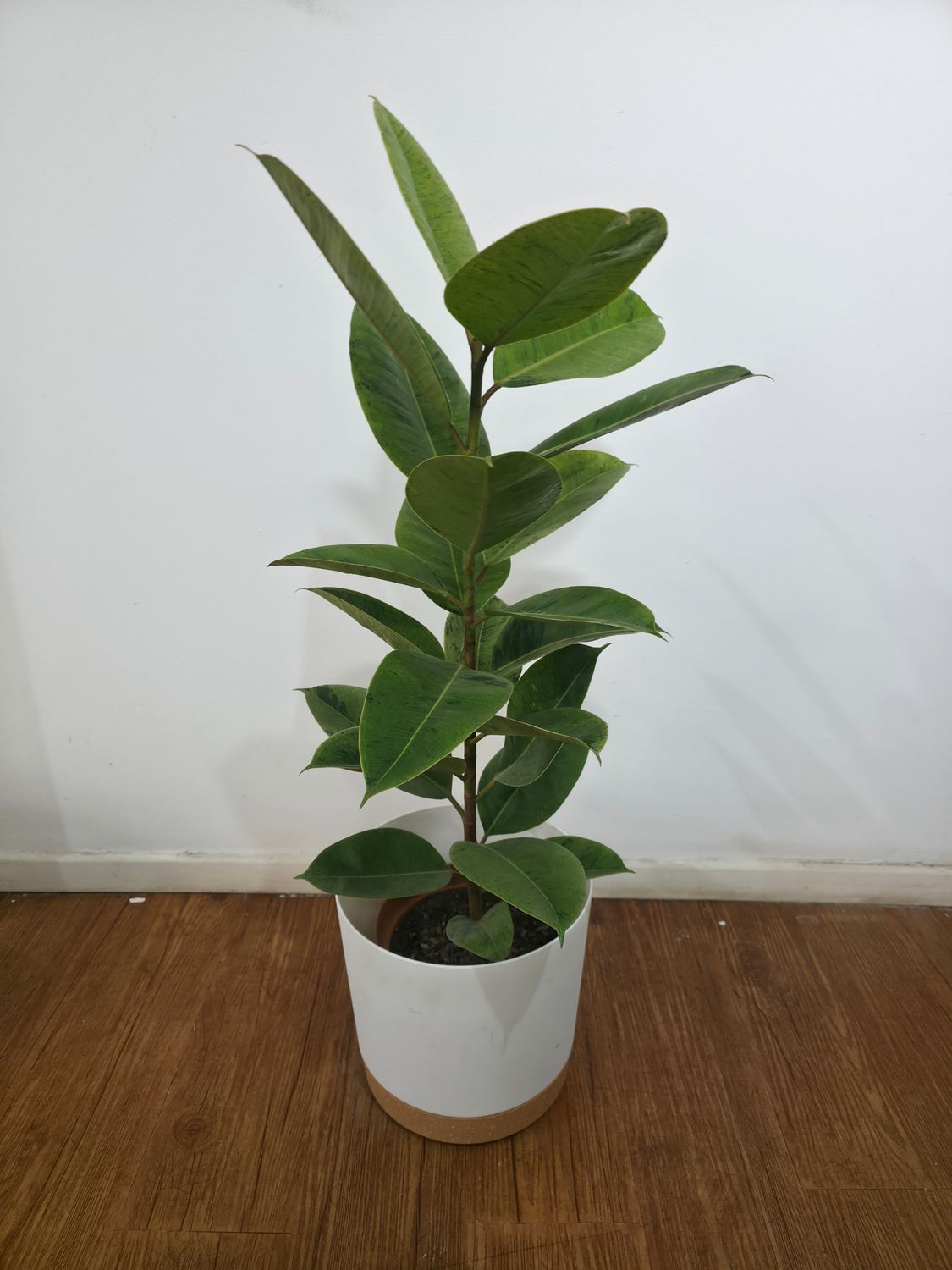 Ficus gomero shivereana con maceta 1m