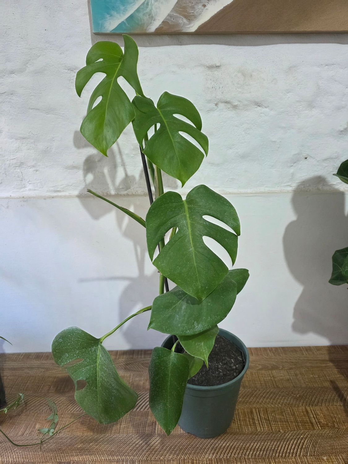 Monstera deliciosa / Esqueleto de caballo