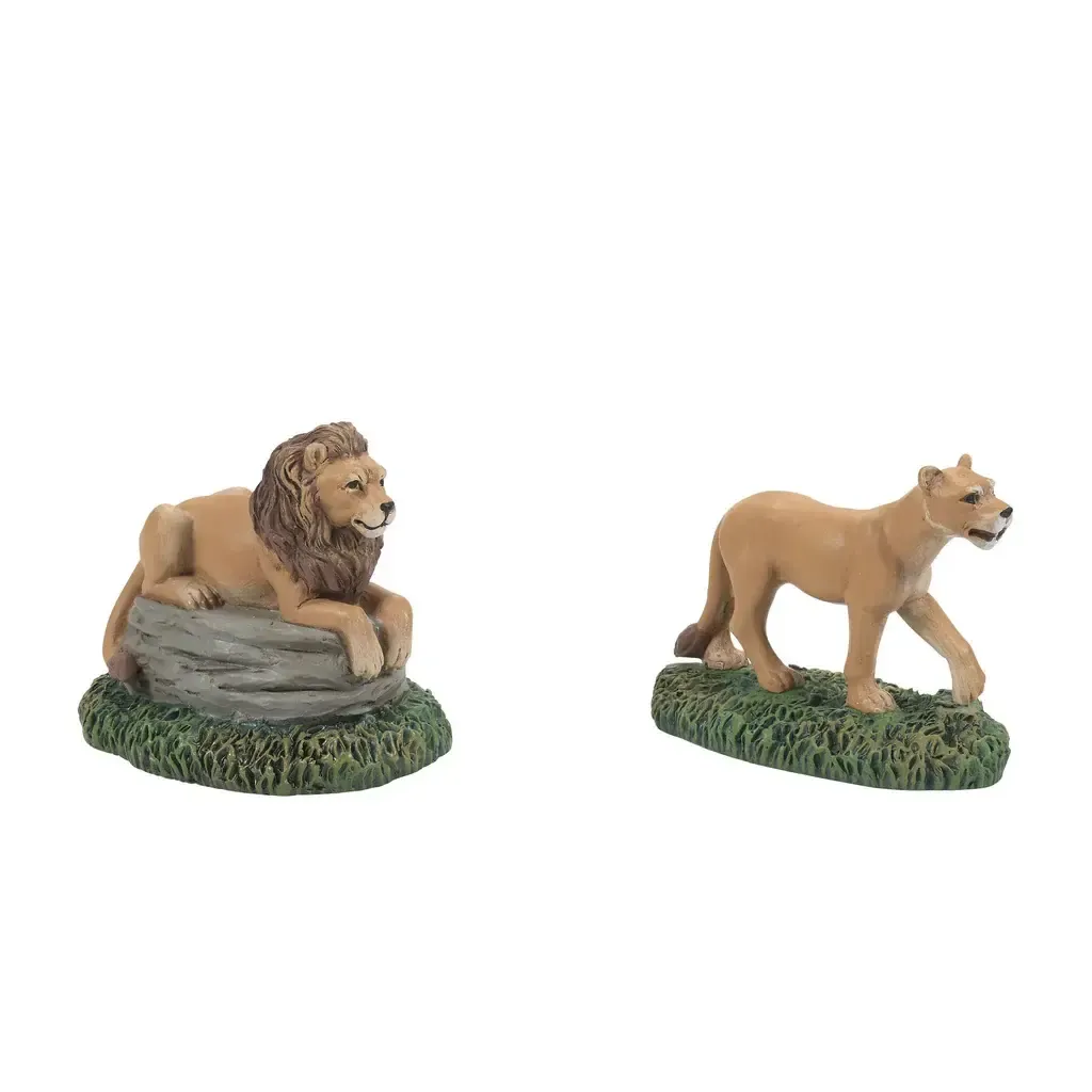 Zoological Gardens Lions