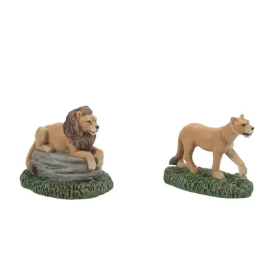 Zoological Gardens Lions