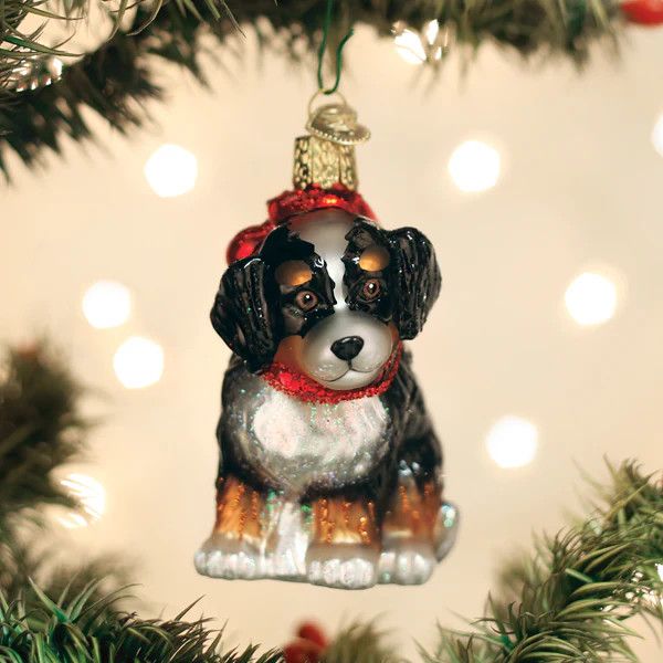 Bernedoodle Puppy