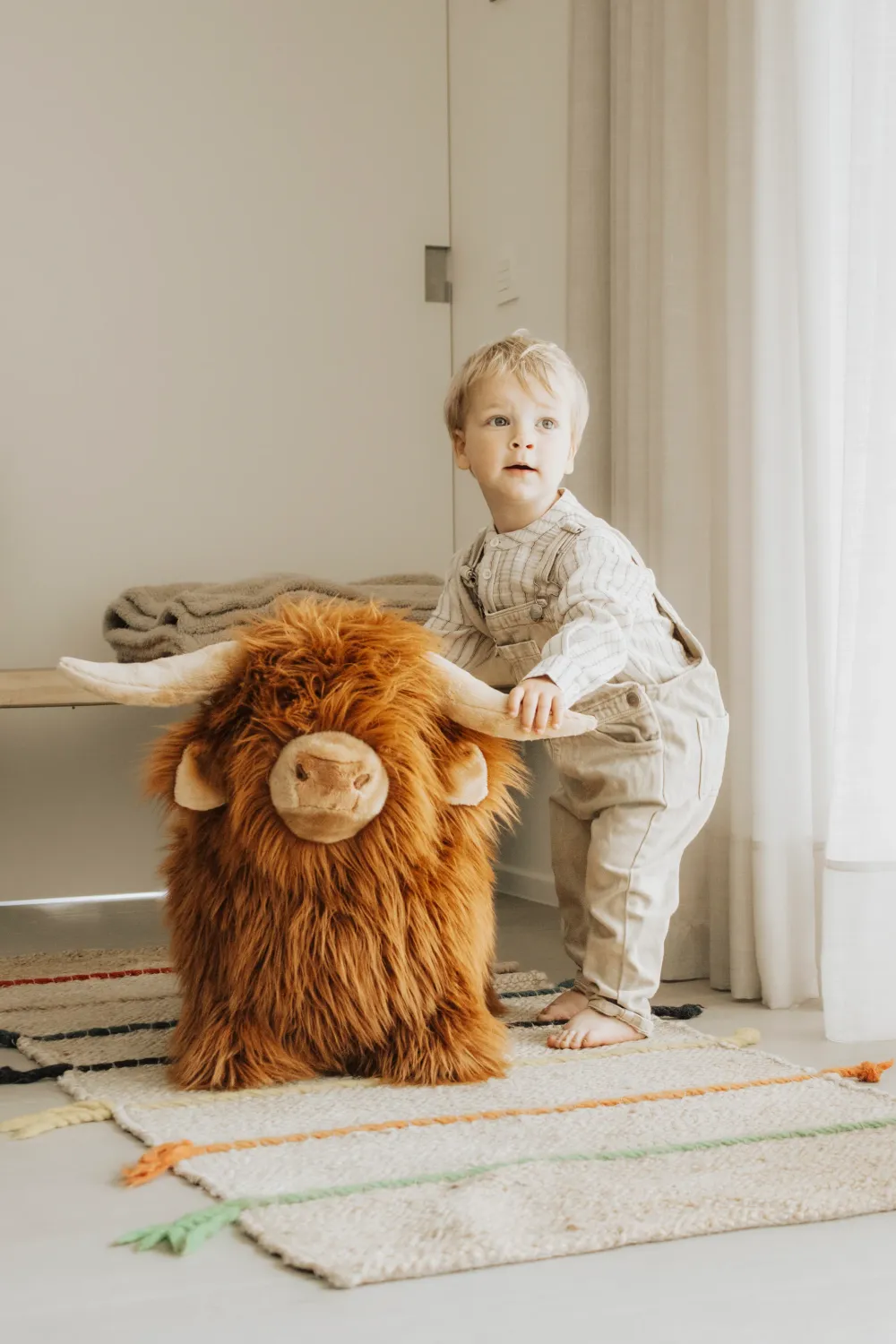 Vache des Highlands douce et rebondissante
