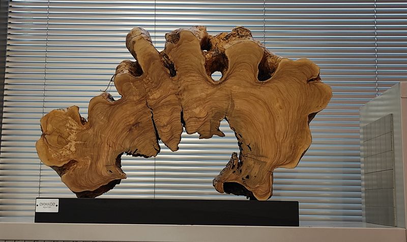 ESCULTURA OLIVO