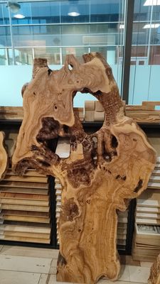 RAIZ OLIVO CENTENARIO