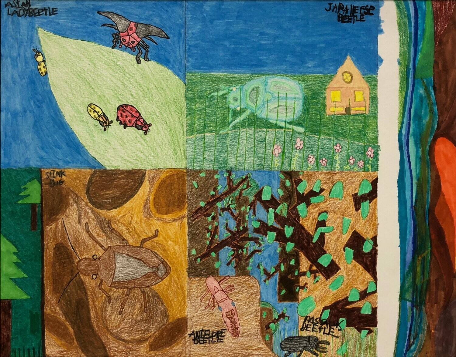 Beetles in Maryland