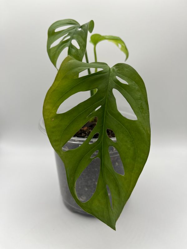 Monstera Adansonii Rooted Cutting - Swiss Cheese Plant – 12.5cm Pot