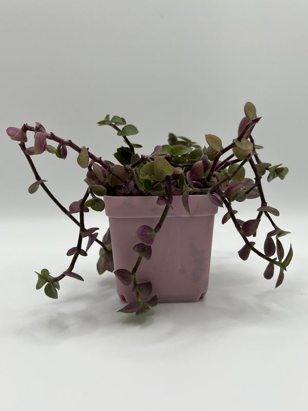 Callisia Repens ‘Pink Lady’ – Trailing Turtle Vine Houseplant - 5.5cm Pink Pot