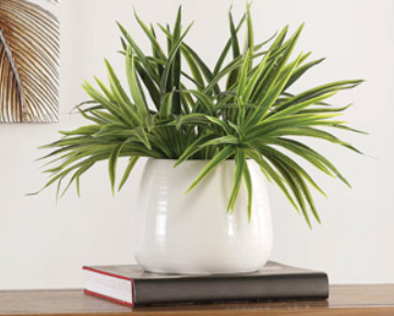Plants