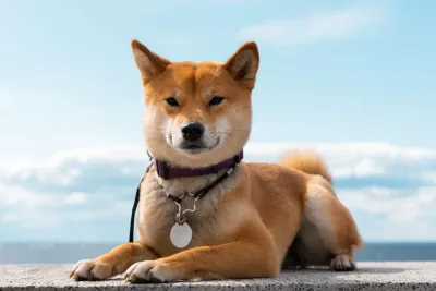 Dog Products