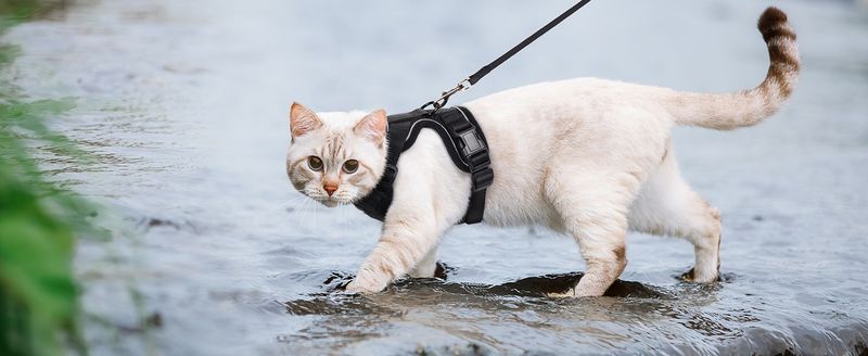 EasyWalk Cat Harness