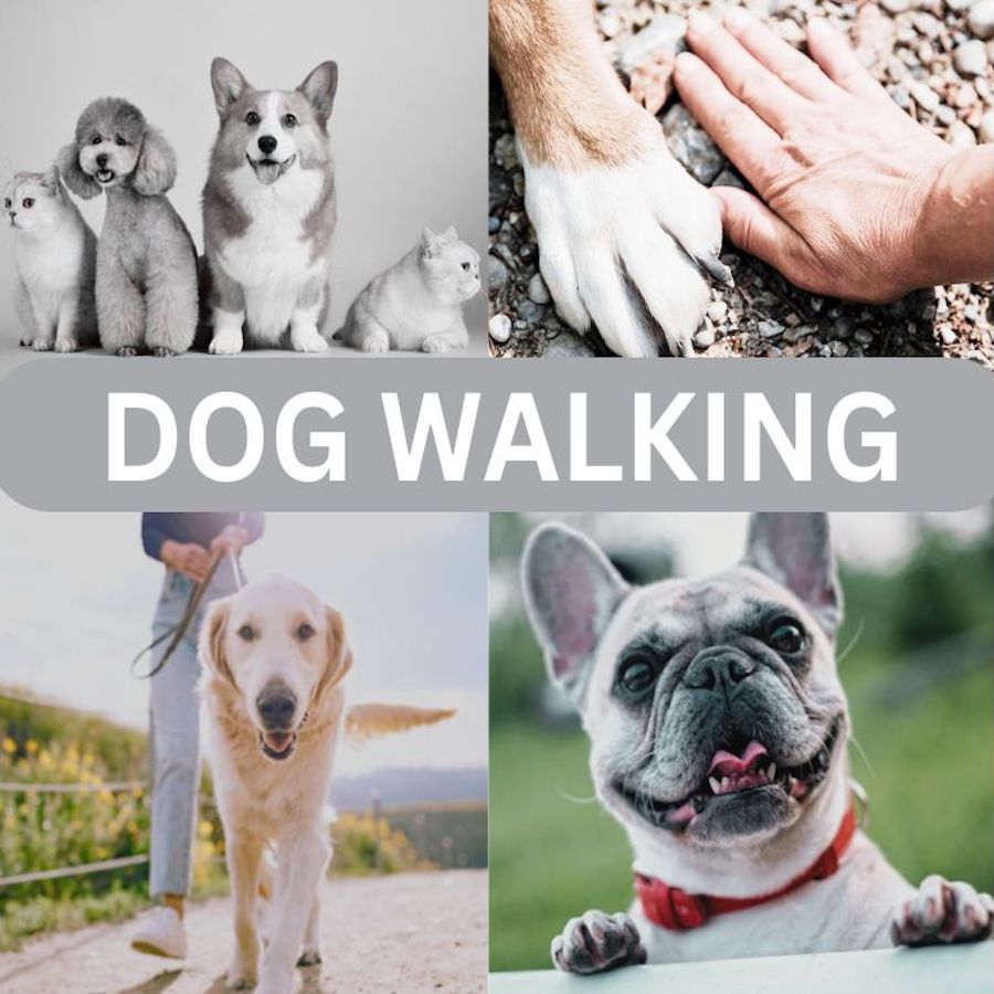 DOG WALKING / DOG SITTING