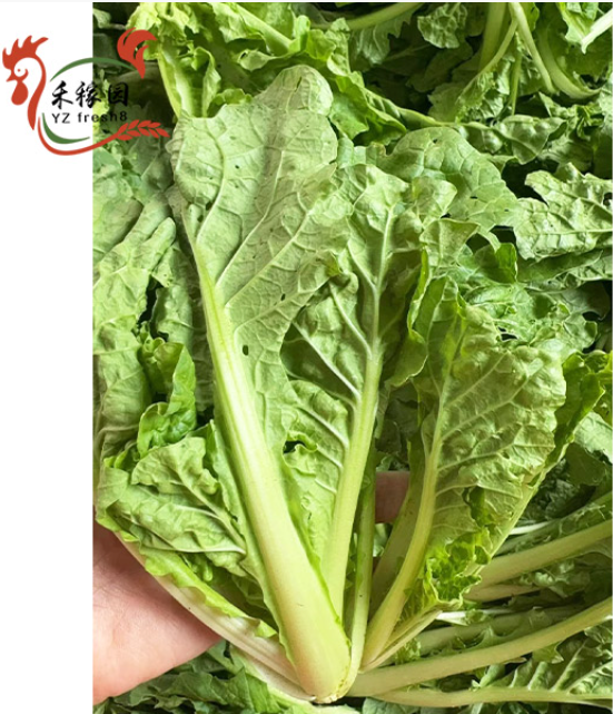 Green Stem Bok Choy (小白菜)