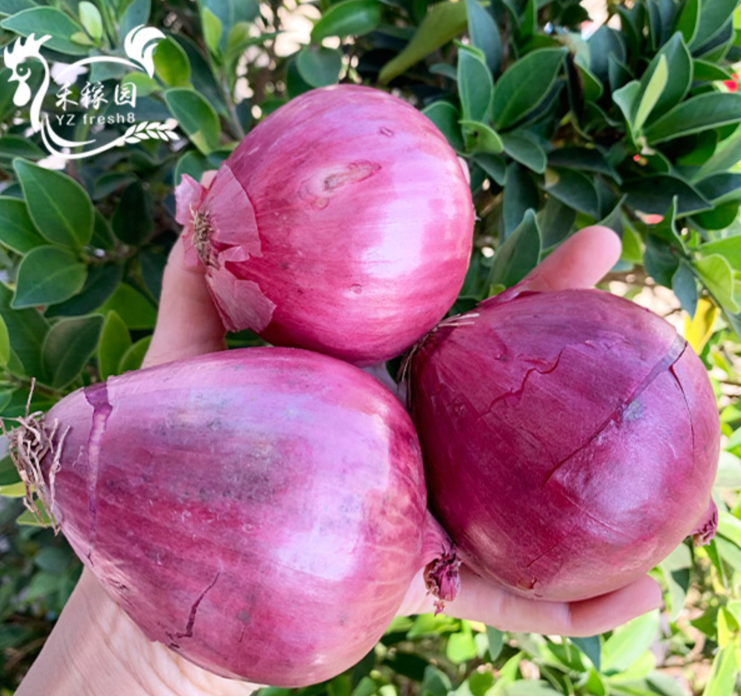 Purple Onion (紫洋葱)
