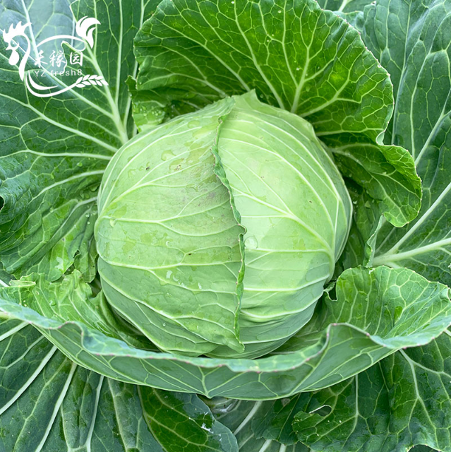 Cabbage (卷心菜/高丽菜)