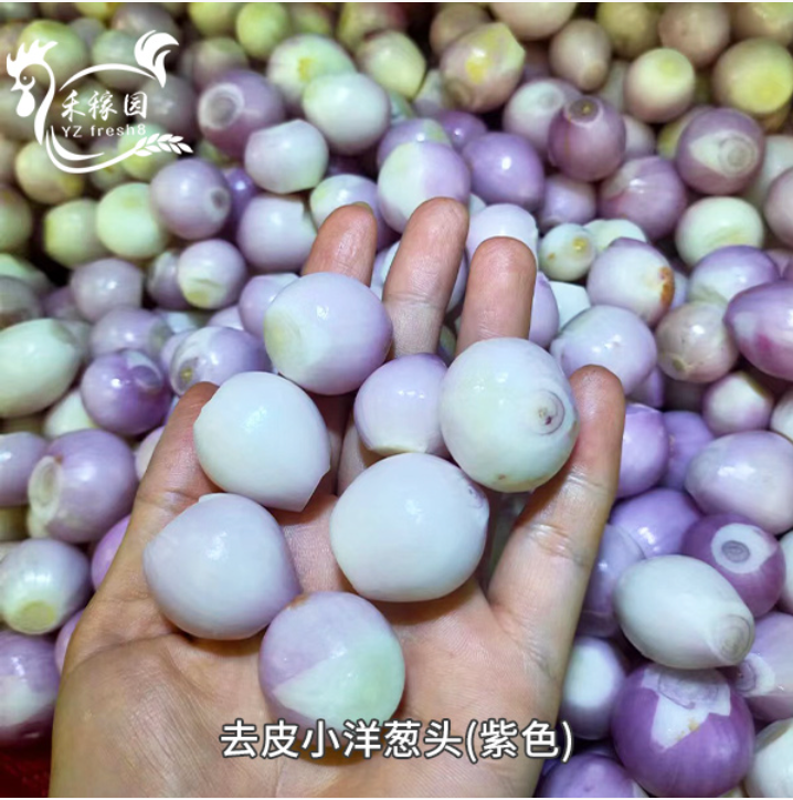 Small Onion (小洋葱头)