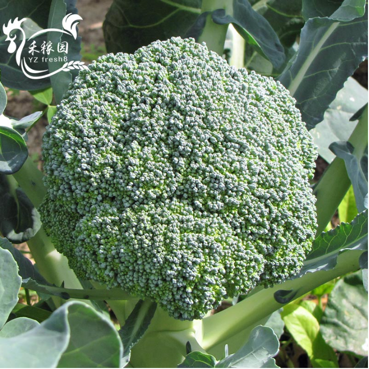 Broccoli (西兰花)