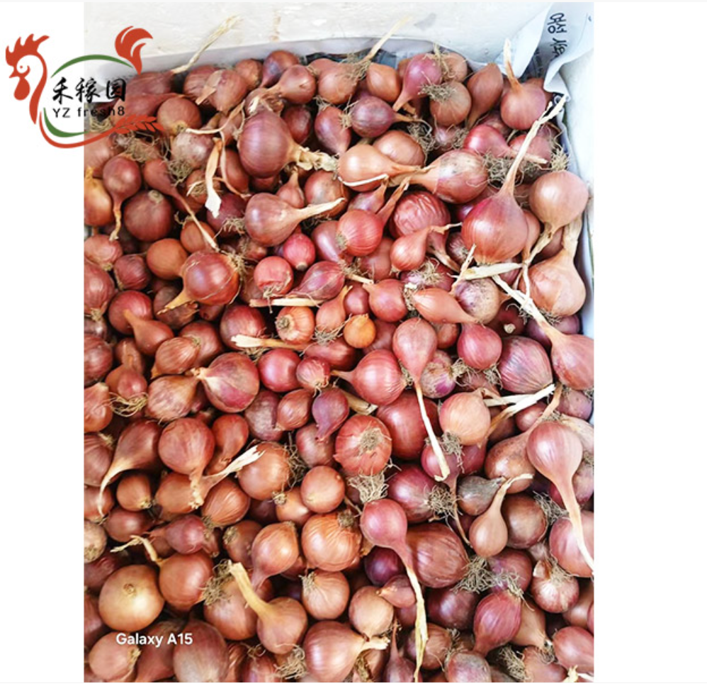 Shallot (小红葱头)