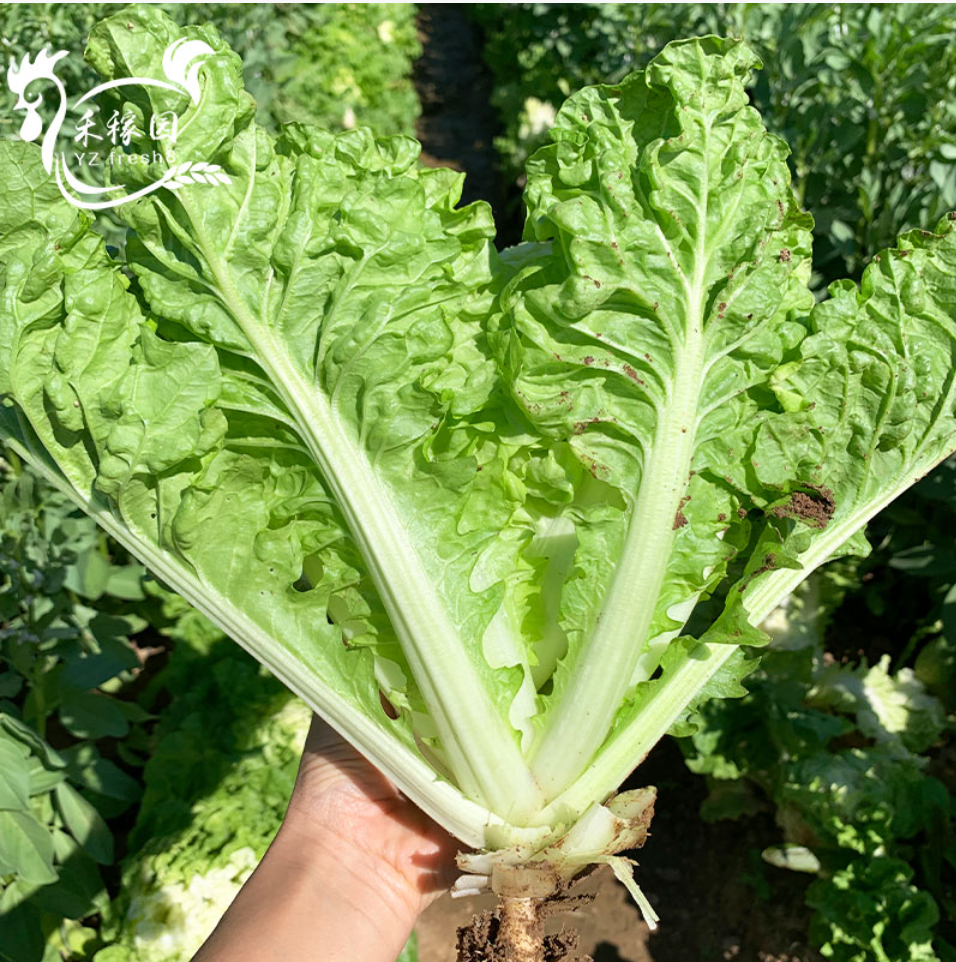 Chinese Cabbage (火锅白菜)