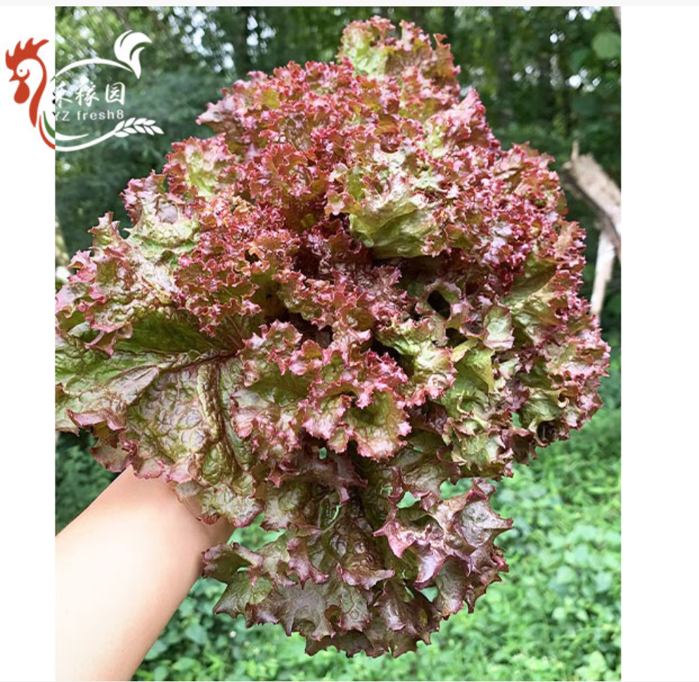 Red Coral Lettuce (紫叶生菜)