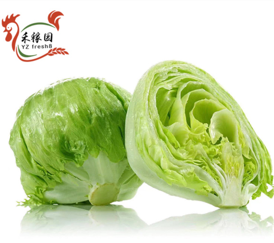 Iceberg Lettuce (西生菜)