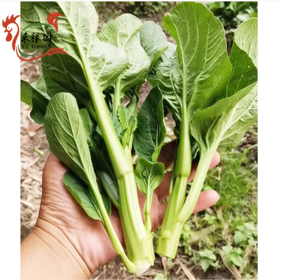 Choy Sum (香港菜心)