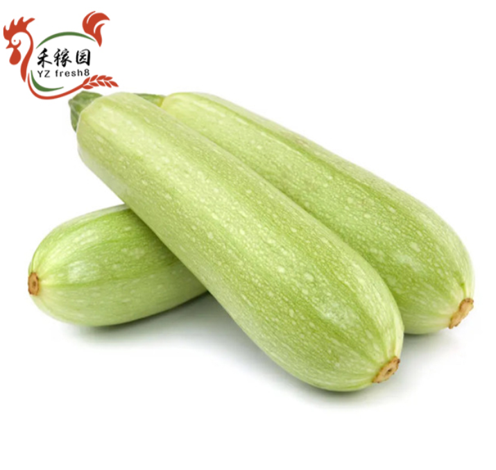 Zucchini (西葫芦)