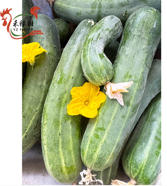 Cucumber (黄瓜)