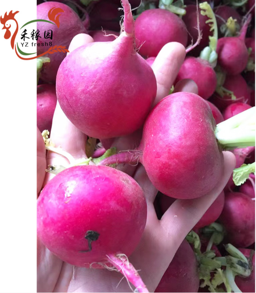 Mini radish (小红萝卜头)