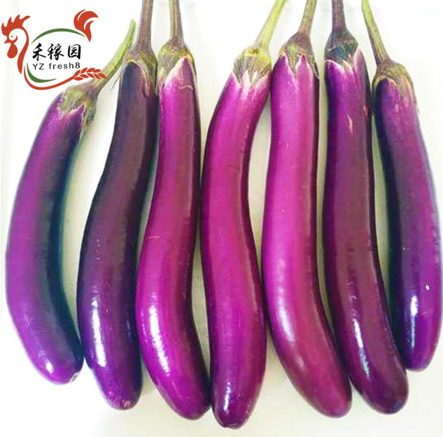 Eggplant (紫茄子/线茄)