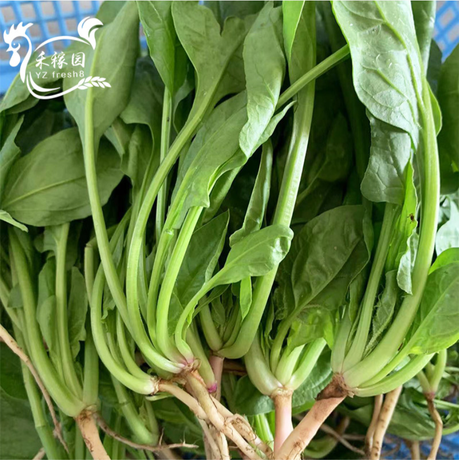 Spinach (菠菜)