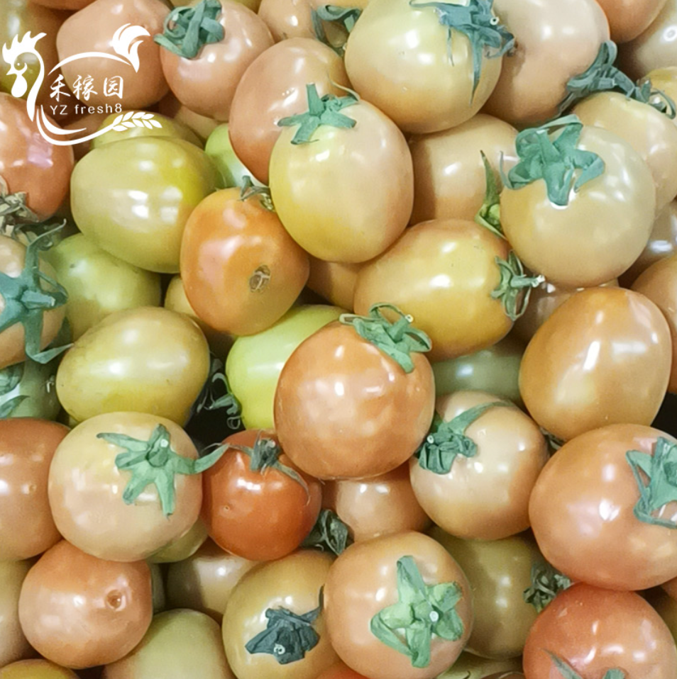 Local Tomatoes (土番茄)