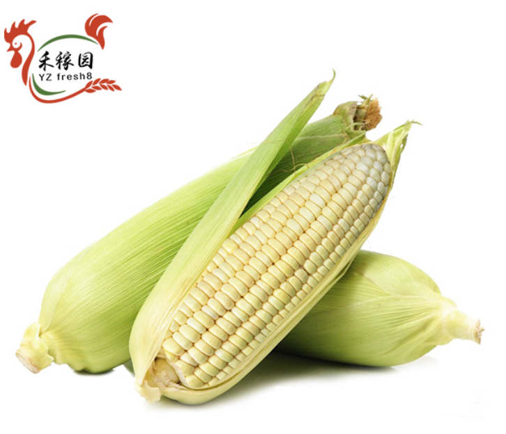 Corn (甜玉米)