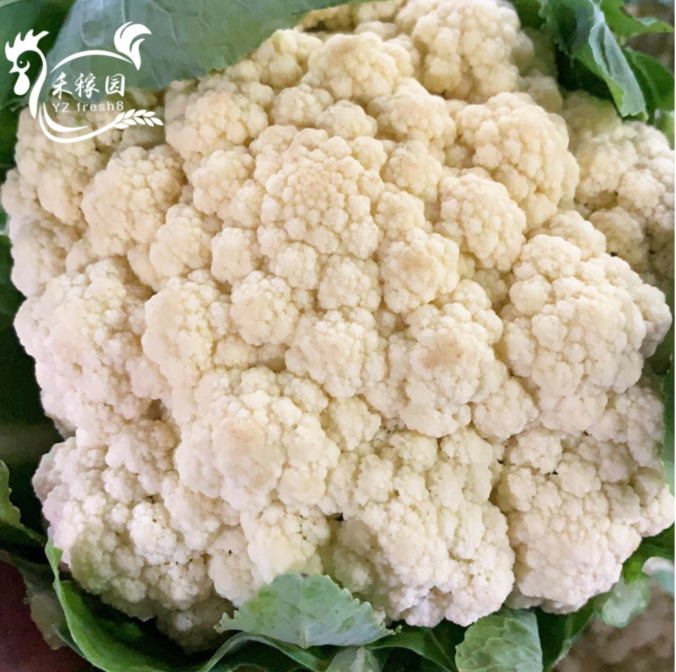 Cauliflower (菜花 泰北)