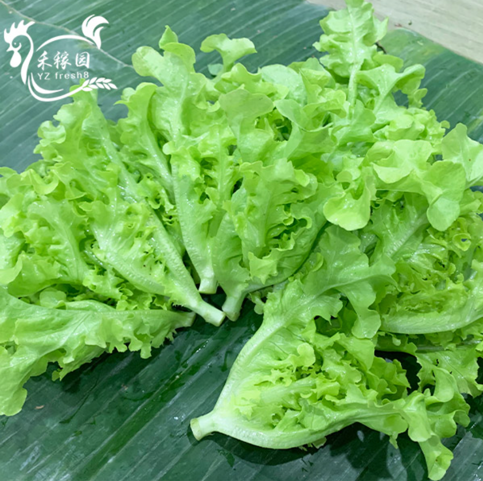 Fushan Lettuce (福山生菜)