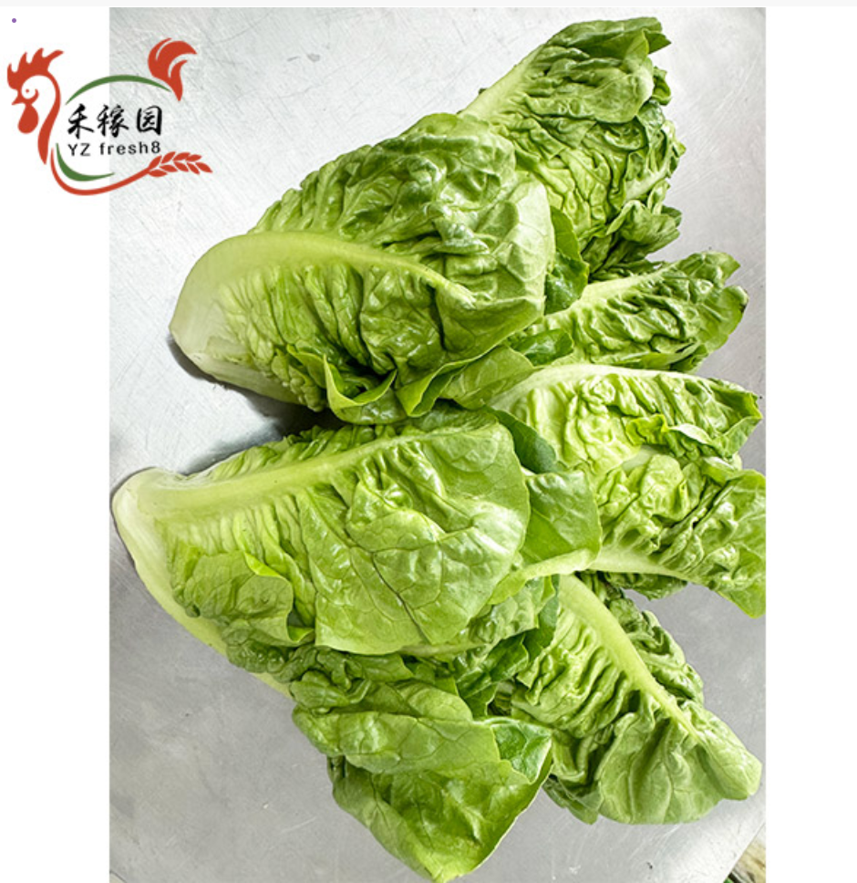Romaine Lettuce (罗生菜)