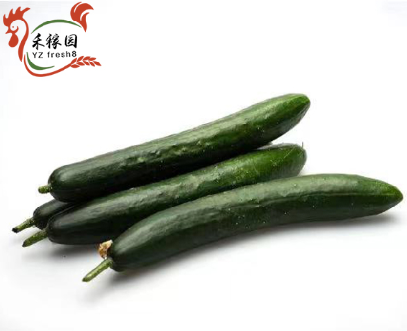 Japanese Cucumber (日本青瓜)
