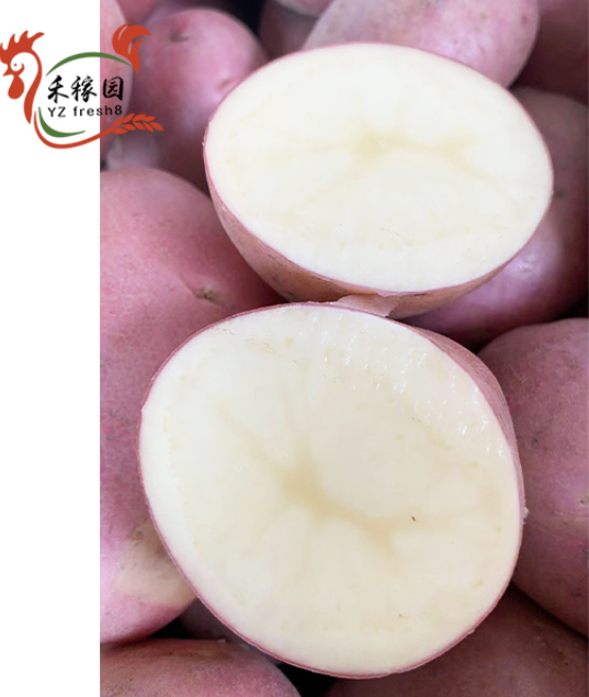 Red Skin Potato (红皮土豆)