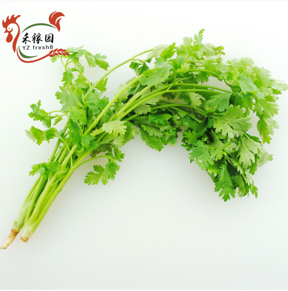 Coriander (香菜)
