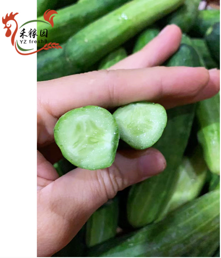 Fruit Cucumber (水果黄瓜)