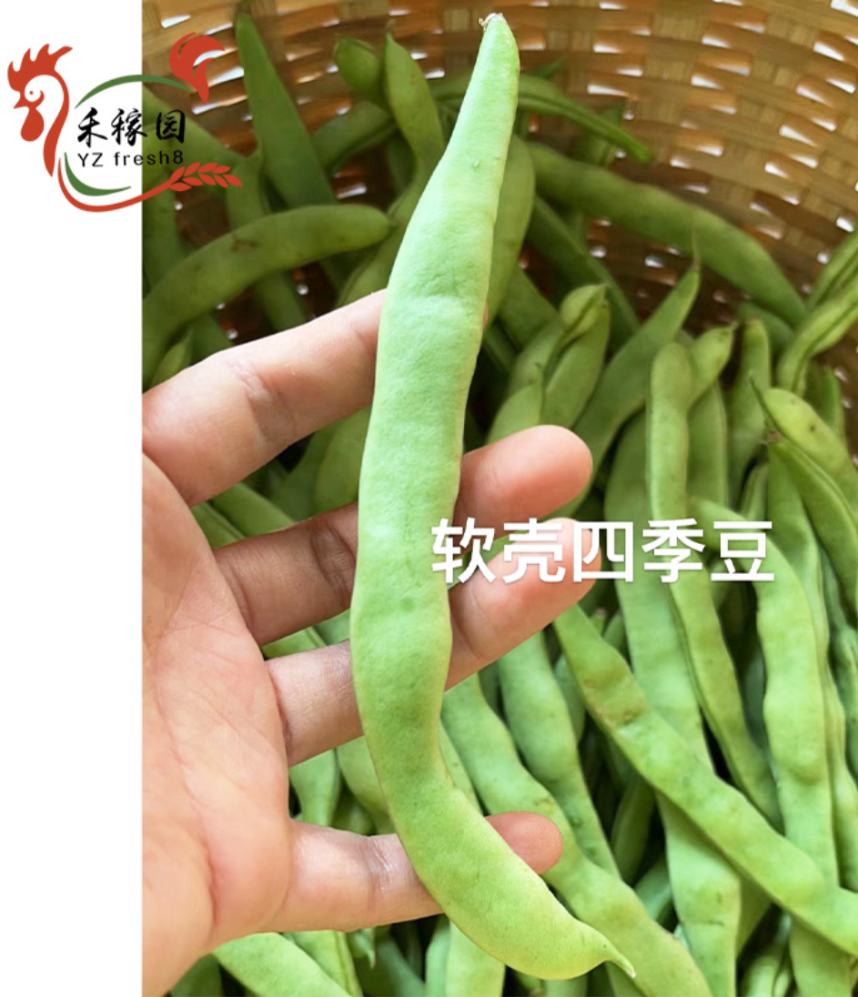 Fresh Bean (软壳四季豆)